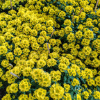 Chrysanthemum Pom-Pom (12寸盆) 菊花