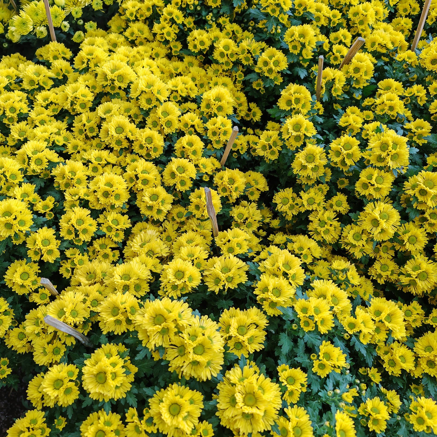 Chrysanthemum pom-pom (12寸盆) 菊花