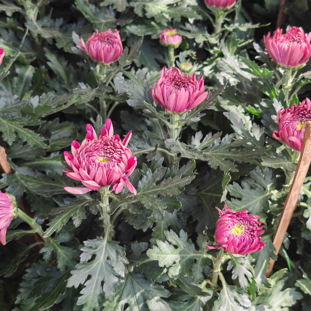 Chrysanthemum Disbud Mum 菊花