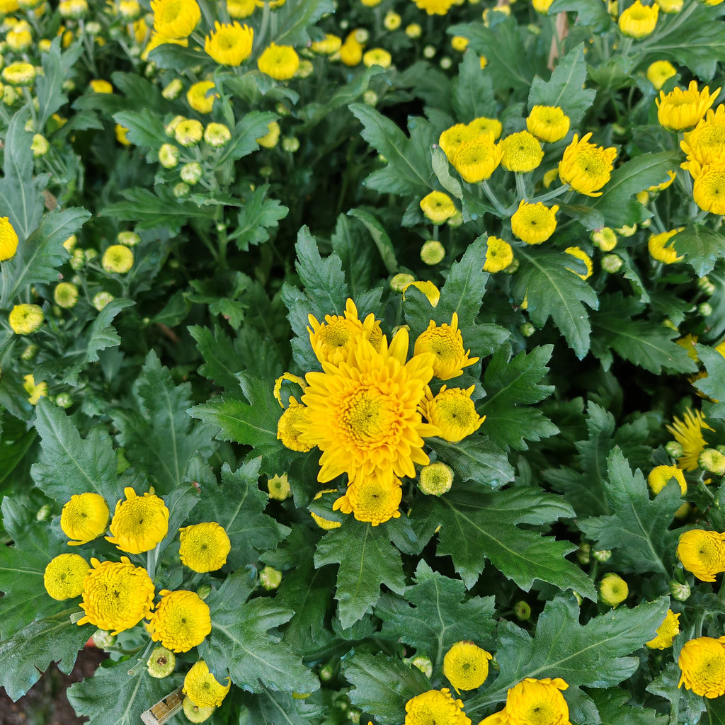 Chrysanthemum Pom-Pom (12寸盆) 菊花