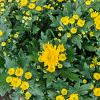 Chrysanthemum Pom-Pom (12寸盆) 菊花