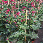Chrysanthemum Pom-Pom 菊花