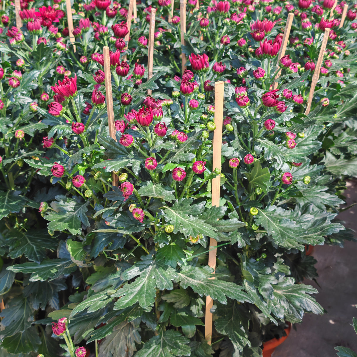 Chrysanthemum Pom-Pom 菊花