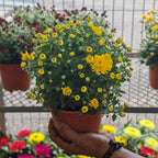 Chrysanthemum Gypsophilla P150  菊花满天星