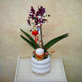 CNY Phalaenopsis Arrangement 2025 #11