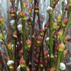 Pussy Willow Lion Head 狮头银柳 - (12 Stems)