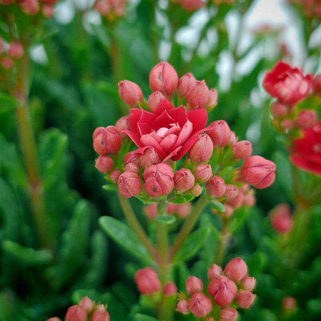 Kalanchoe 万紫千红 (Big) 2025
