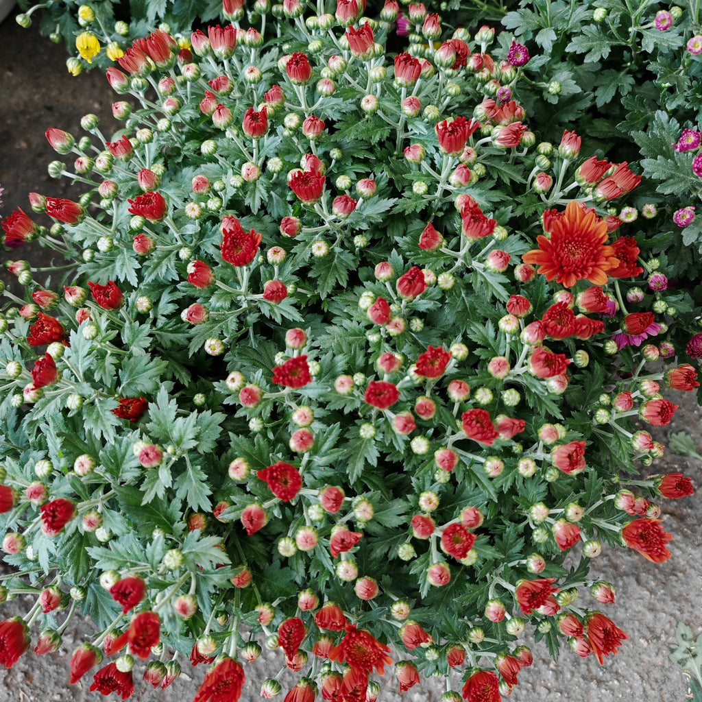 Chrysanthemum Gypsophilla P310 菊花满天星