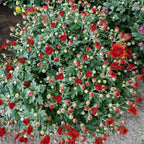 Chrysanthemum Gypsophilla P310 菊花满天星