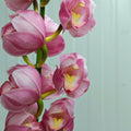 Cymbidium Orchids Pink 大花蕙兰 - (Per Stem)