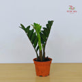 Zamiculcas Zamifolia