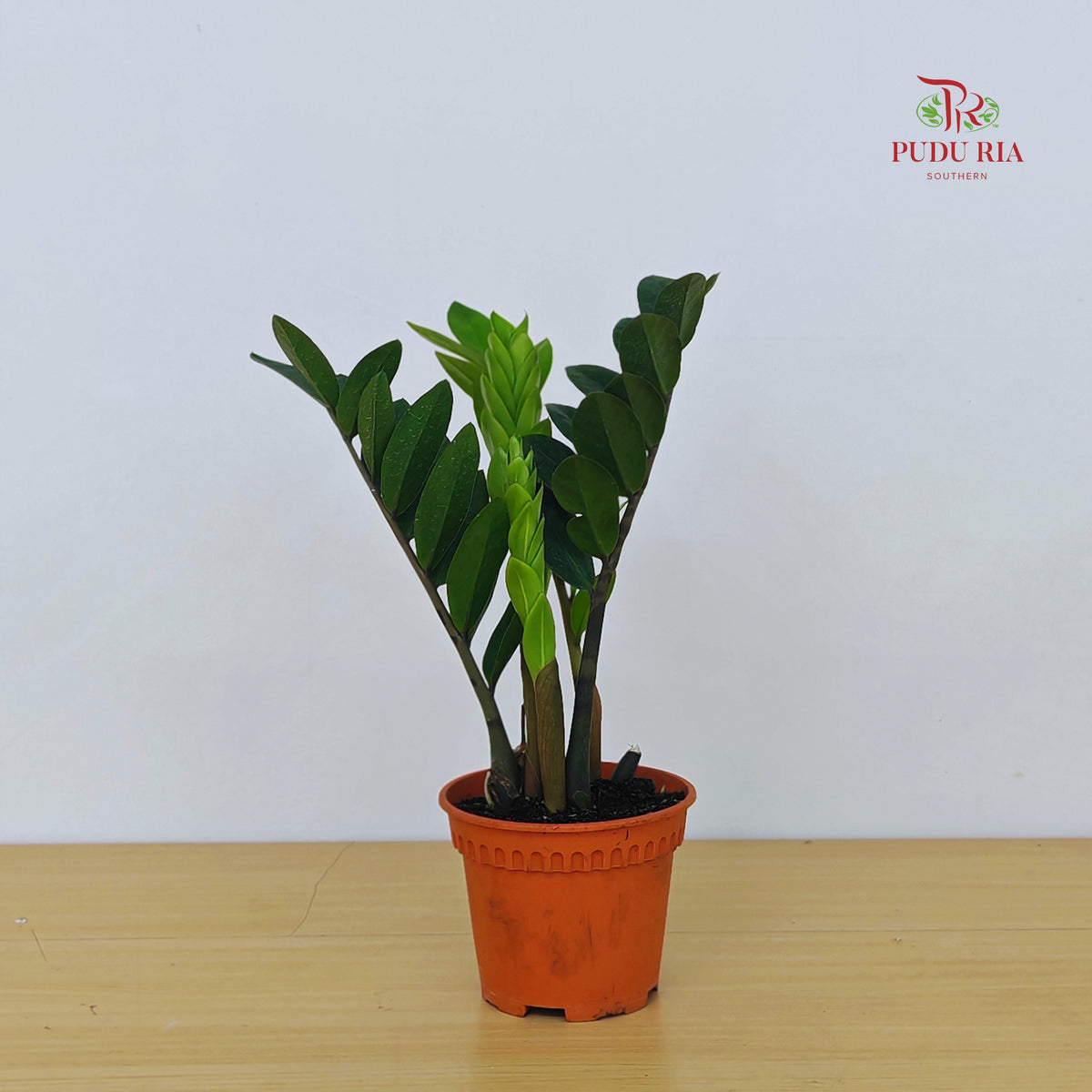 Zamiculcas Zamifolia