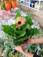 Daisy / Gerbera 非洲菊 150p