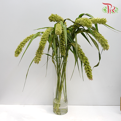 Setaria - Pudu Ria Florist Southern