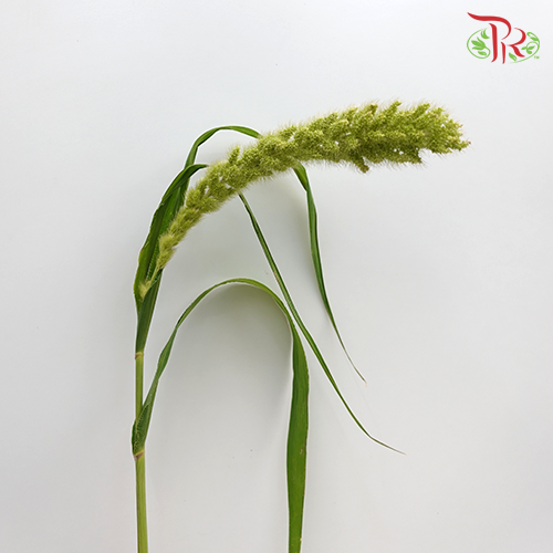 Setaria - Pudu Ria Florist Southern