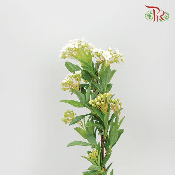 Spiraea - Pudu Ria Florist Southern