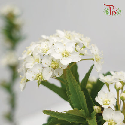 Spiraea - Pudu Ria Florist Southern