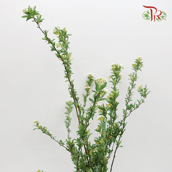 Spiraea - Pudu Ria Florist Southern