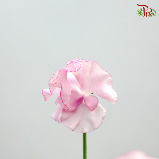 Sweet Pea Light Pink / 5 Stems - Pudu Ria Florist Southern