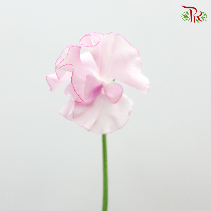 Sweet Pea Light Pink / 5 Stems - Pudu Ria Florist Southern