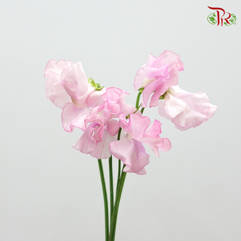 Sweet Pea Light Pink / 5 Stems - Pudu Ria Florist Southern