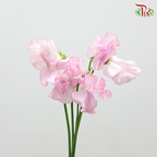 Sweet Pea Light Pink / 5 Stems - Pudu Ria Florist Southern