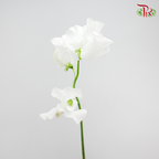Sweet Pea White / 5 Stems - Pudu Ria Florist Southern