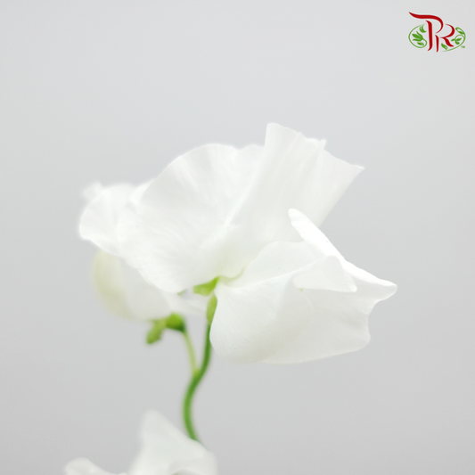 Sweet Pea White / 5 Stems - Pudu Ria Florist Southern