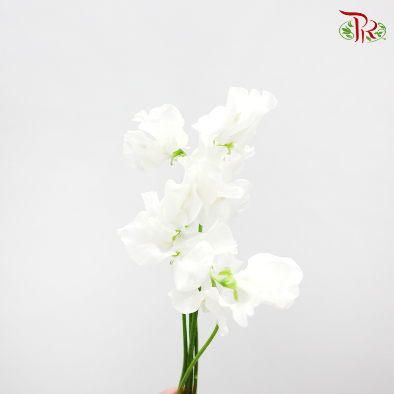 Sweet Pea White / 5 Stems - Pudu Ria Florist Southern