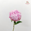 Peony Sara Pink - (5 Stems)