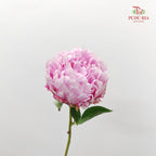 Peony Sara Pink - (5 Stems)
