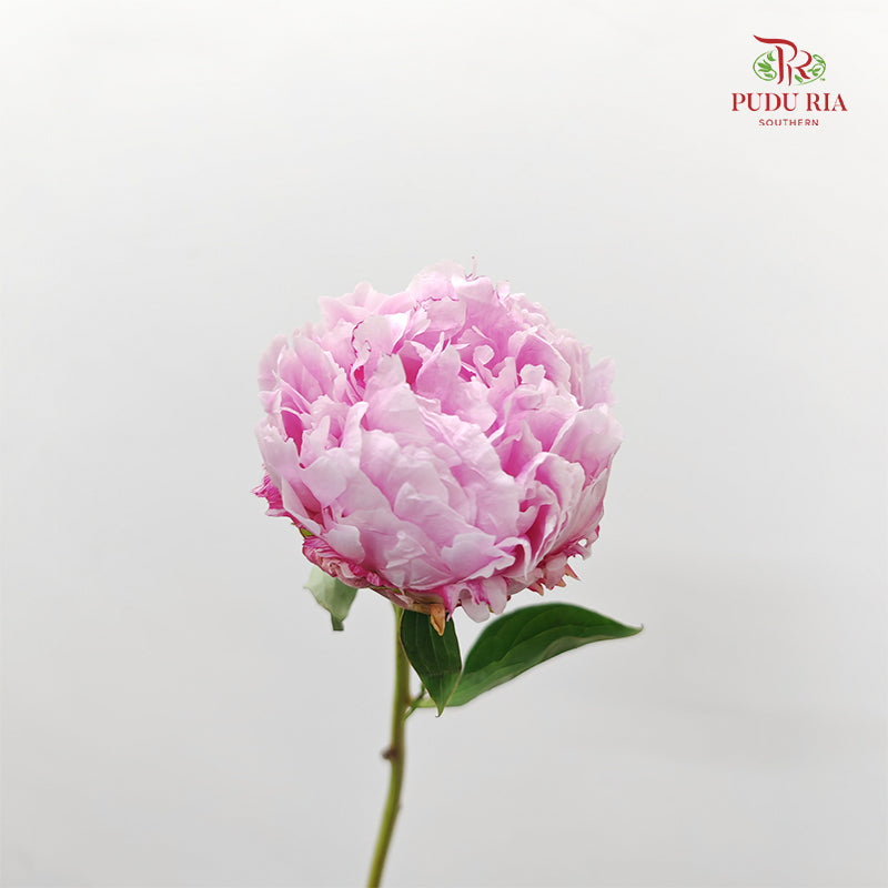 Peony Sara Pink - (5 Stems)
