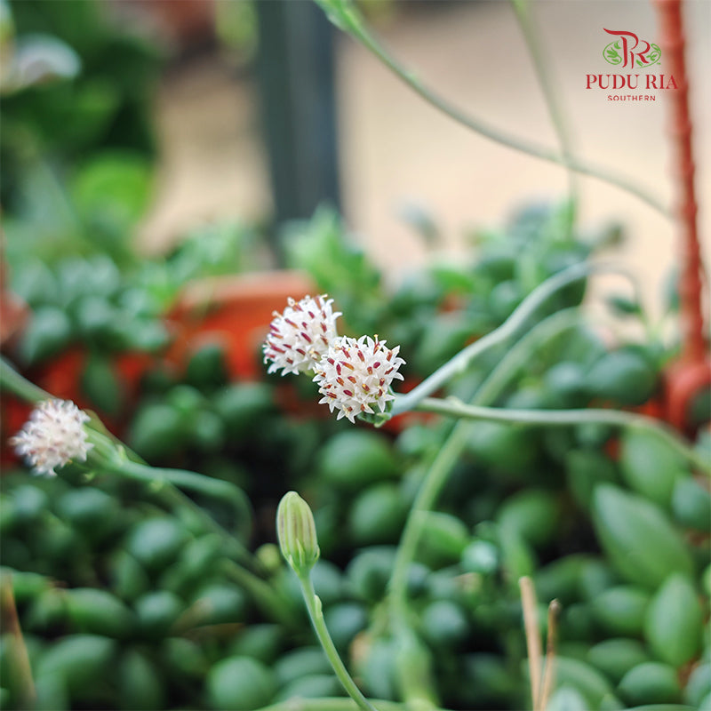 Senecio Herreianus