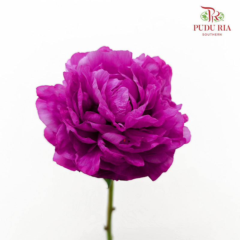 Peony Dutch Red - (5 Stems)