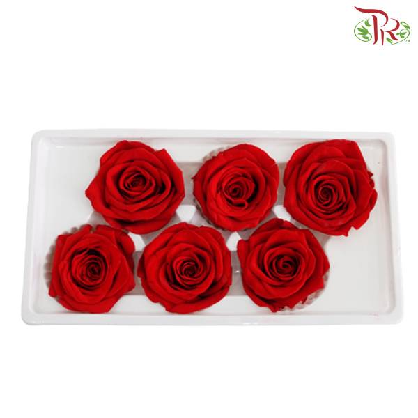 6 Bloom Preservative Rose - Red