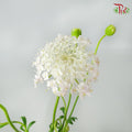 Trachymene Coerulea Pink - Pudu Ria Florist Southern