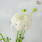Trachymene Coerulea Pink - Pudu Ria Florist Southern
