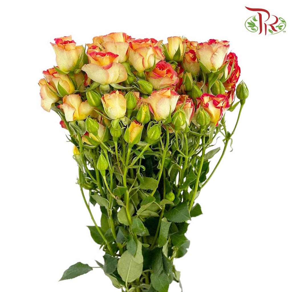 Rose Spray Bicolour Yellow/Red (8-10 Stems) - Pudu Ria Florist Southern