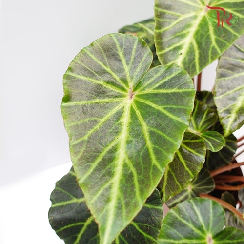 Begonia Chingipengii - Pudu Ria Florist Southern