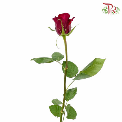 Rose Red (8-10 Stems) - Pudu Ria Florist Southern