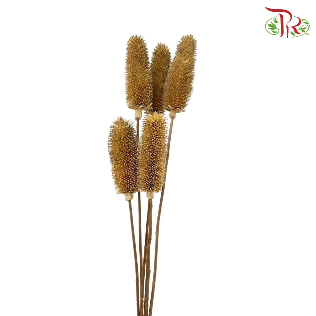 Dry Teasel - Pudu Ria Florist Southern