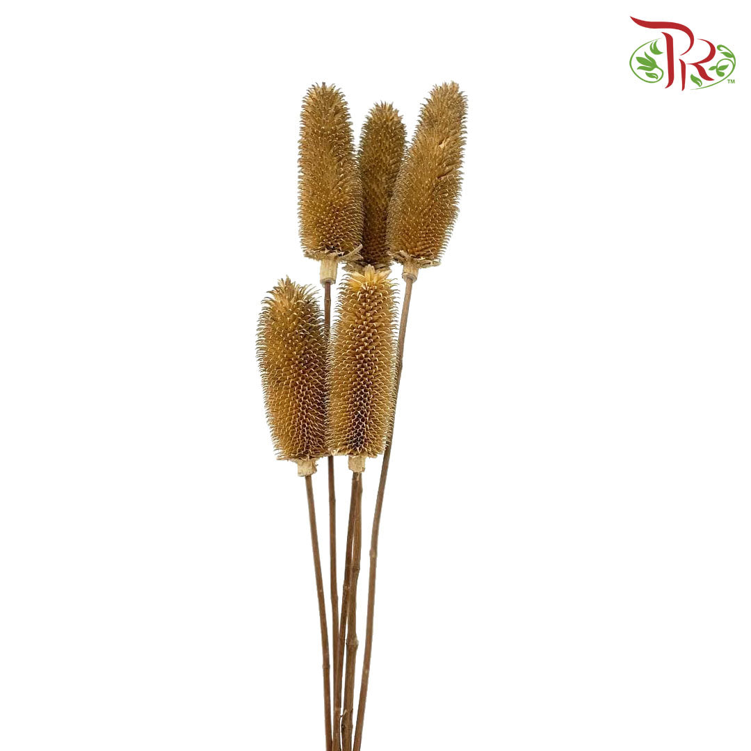 Dry Teasel - Pudu Ria Florist Southern