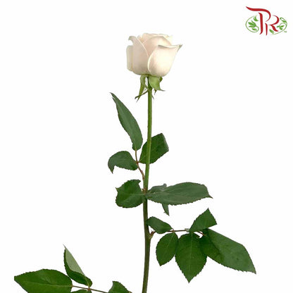 Rose Creamy White (19-20 Stems) - Pudu Ria Florist Southern