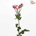 Rose Spray Reflex (8-10 Stems) - Pudu Ria Florist Southern