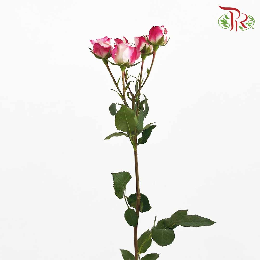 Rose Spray Reflex (8-10 Stems) - Pudu Ria Florist Southern