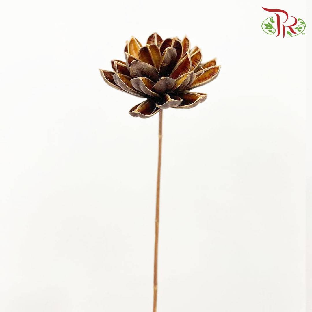 Dry Dahlia - Brown - Pudu Ria Florist Southern