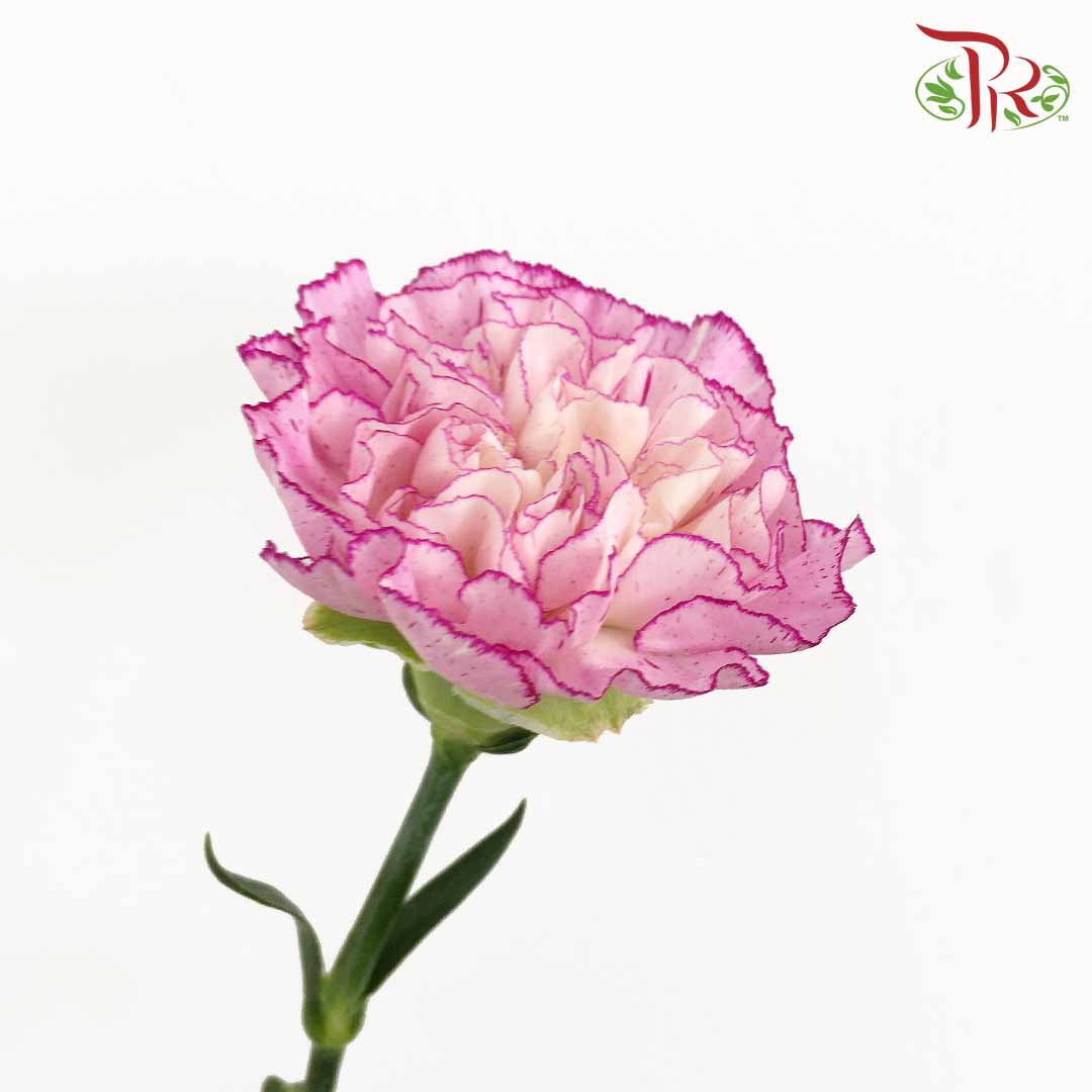 Carnation Purple-White (18-20 Stems) - Pudu Ria Florist Southern