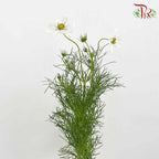 Cosmos Bipinnatus White (Per Bundle) - Pudu Ria Florist Southern