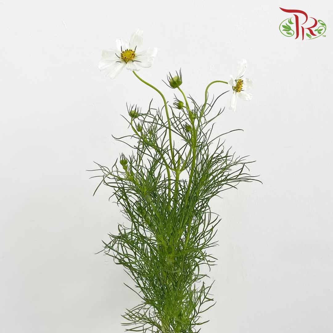 Cosmos Bipinnatus White (Per Bundle) - Pudu Ria Florist Southern