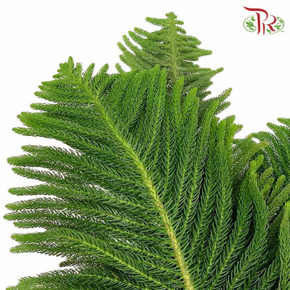 Araucaria Cunninghamii (3 Stems) - Pudu Ria Florist Southern